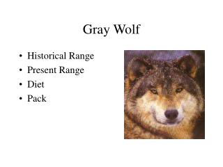 Gray Wolf