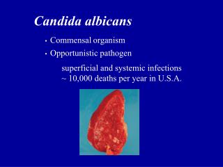 Opportunistic pathogen