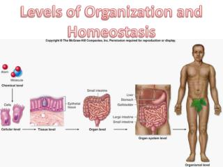 Levels of Organization and Homeostasis