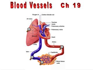 Ch 19