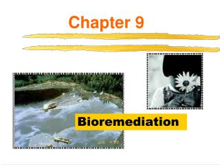 Bioremediation