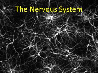 The Nervous System