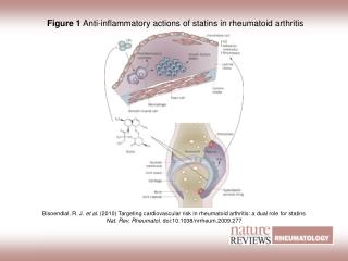 Figure 1 Anti-inflammatory actions of statins in rheumatoid arthritis