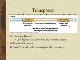 Transposon