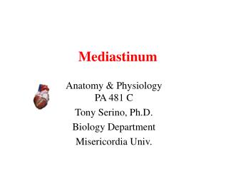 Mediastinum