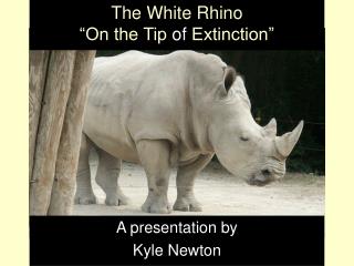 The White Rhino “On the Tip of Extinction”