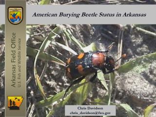 American Burying Beetle Status in Arkansas