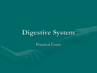 Digestive System