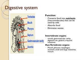 Digestive system