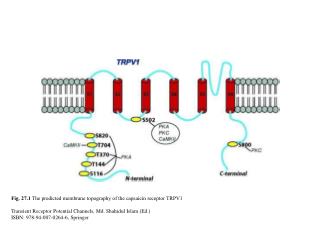 Fig. 27.1 The predicted membrane topography of the capsaicin receptor TRPV1