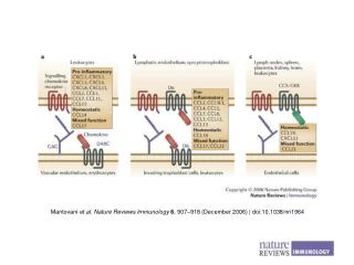 Mantovani et al . Nature Reviews Immunology 6 , 907 – 918 (December 2006) | doi:10.1038/nri1964