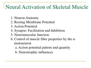 Neural Activation of Skeletal Muscle