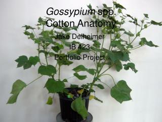 Gossypium spp. Cotton Anatomy