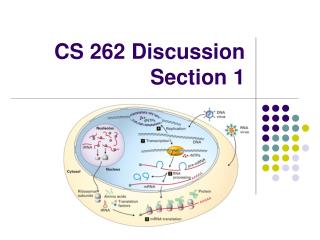 CS 262 Discussion Section 1