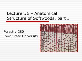 Lecture #5 - Anatomical Structure of Softwoods, part I