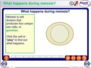 What happens during meiosis?
