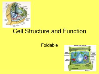 Cell Structure and Function