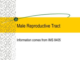 Male Reproductive Tract