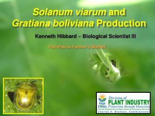 Solanum viarum and Gratiana boliviana Production