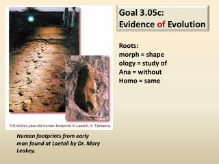 Goal 3.05c: Evidence of Evolution