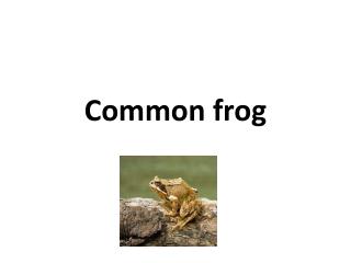 Common frog