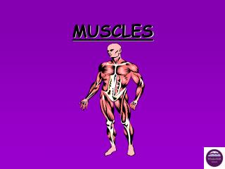 MUSCLES