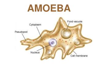 AMOEBA