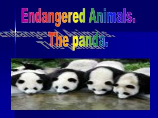 Endangered Animals. The panda.