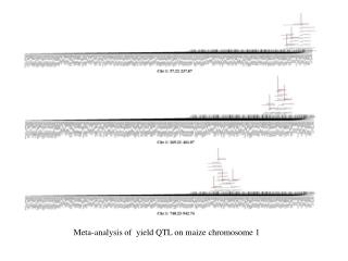 Meta-analysis of yield QTL on maize chromosome 1