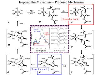 Isopenicillin N Synthase – Proposed Mechanism