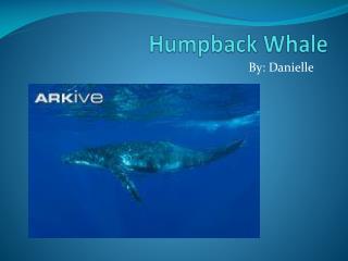 Humpback Whale