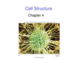 Cell Structure