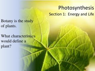 Photosynthesis