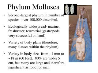 Second-largest phylum in number of species- over 100,000 described.