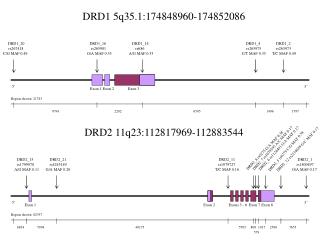 DRD1 5q35.1:174848960-174852086