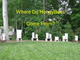 Where Do HoneyBees Come From?