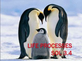 Life Processes SOL 3.4