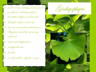 Ginkgophyta