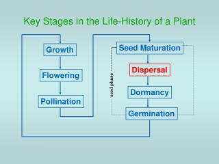 Key Stages in the Life-History of a Plant