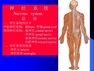 神 经 系 统 Nervous system 总 论 一、神经系统的区分 中枢神经系统：脑 brain 脊髓 spinal cord