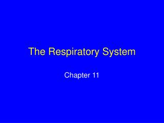 The Respiratory System