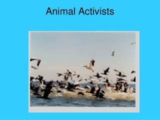 Animal Activists