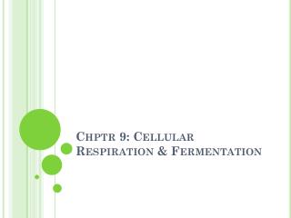 Chptr 9: Cellular Respiration &amp; Fermentation