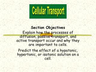 Section Objectives Explain how the processes of diffusion, passive transport, and active transport occur and why they ar