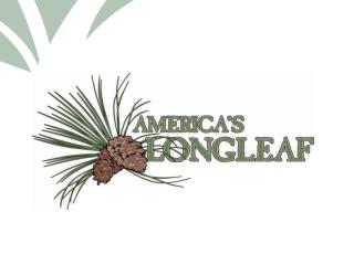 LONGLEAF PINE ECONOMICS