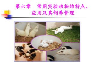 第六章 常用实验动物的特点、应用及其饲养管理