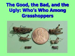 The Good, the Bad, and the Ugly: Who’s Who Among Grasshoppers