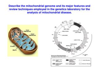 What are mitochondria?