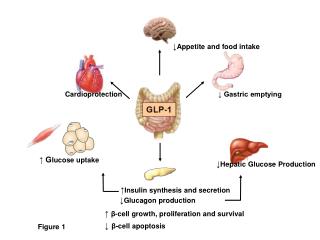 ↓ Appetite and food intake