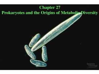 Chapter 27 Prokaryotes and the Origins of Metabolic Diversity